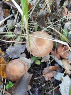 Гриб из Ростов-на-Дону