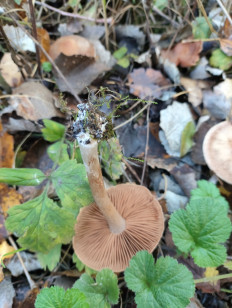 Гриб из Ростов-на-Дону