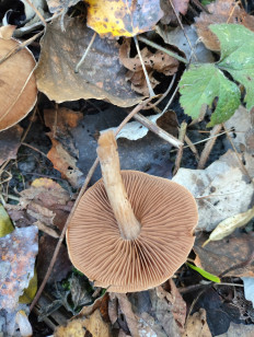 Гриб из Ростов-на-Дону