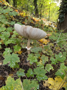 Гриб из Darmstadt