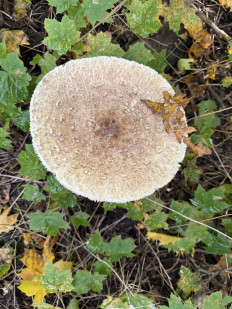 Гриб из Darmstadt