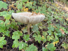 Гриб из Darmstadt