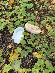 Гриб из Darmstadt