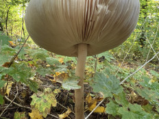 Гриб из Darmstadt