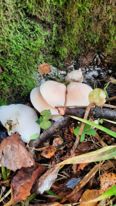 Гриб из Сергиев Посад