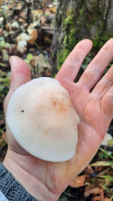 Гриб из Сергиев Посад