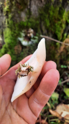 Гриб из Сергиев Посад