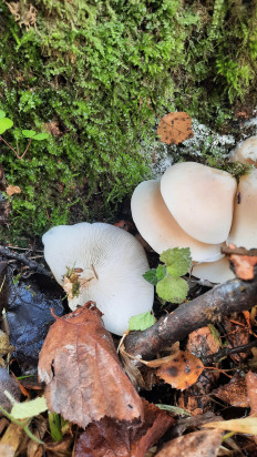 Гриб из Сергиев Посад