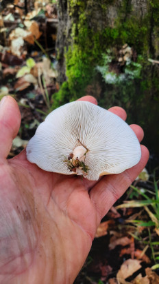 Гриб из Сергиев Посад