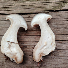 Гриб из Сергиев посад