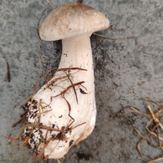 Гриб из Сергиев посад