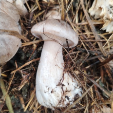 Гриб из Сергиев посад