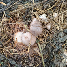 Гриб из Сергиев посад