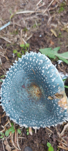 Гриб из Пено тверская обл