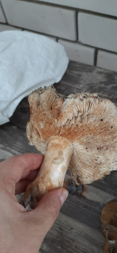 Гриб из Волгоград