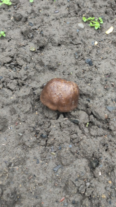 Гриб из Михайловск