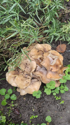 Гриб из Михайловск