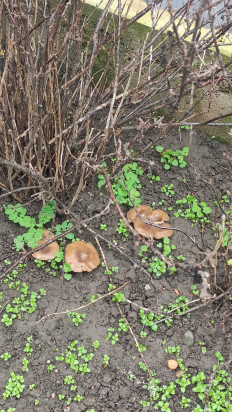 Гриб из Михайловск