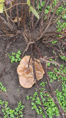 Гриб из Михайловск