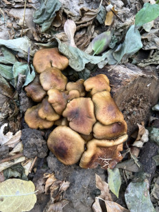 Гриб из Ташкент