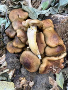 Гриб из Ташкент