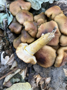 Гриб из Ташкент