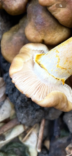 Гриб из Ташкент