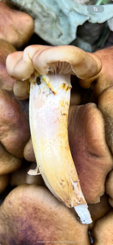 Гриб из Ташкент