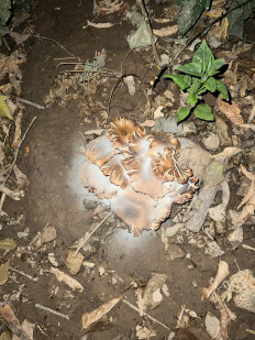 Гриб из Ташкент