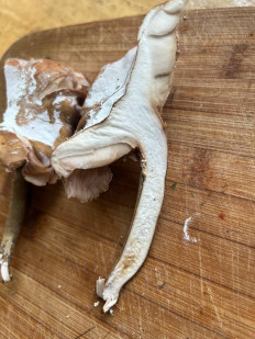 Гриб из Ташкент