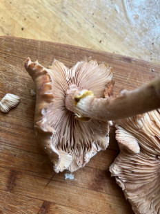 Гриб из Ташкент