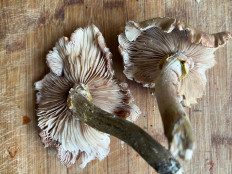 Гриб из Ташкент