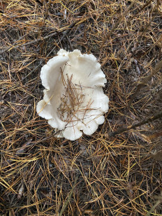 Гриб из Чернигов