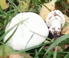 Гриб из киев