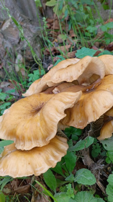 Гриб из Дагестан, село Кличхан