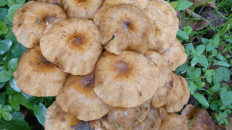 Гриб из Дагестан, село Кличхан