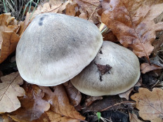 Гриб из Москва