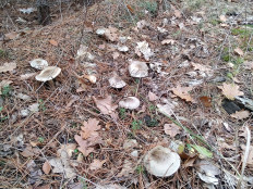 Гриб из Москва