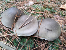 Гриб из Москва