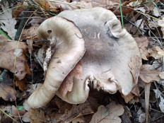 Гриб из Москва