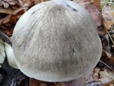 Гриб из Москва