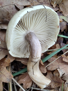 Гриб из Москва