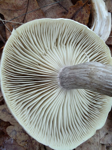 Гриб из Москва