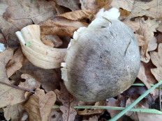 Гриб из Москва