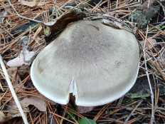 Гриб из Москва