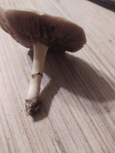 Гриб из Ставропольского края