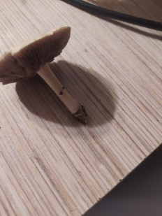 Гриб из Ставропольского края