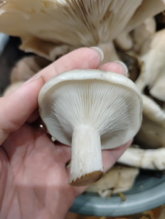 Гриб из Липецк