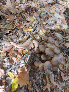 Гриб из Феодосия