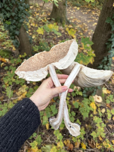 Гриб из Darmstadt